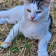 Vaiana participe au concours pour gagner de l'argent avec cette photo : animal, cat, close_up, cute, daylight, dry_grass, ears, fur, grass, gray_markings, lying_down, mammal, nature, outdoor, paw, pet, relaxed, resting, whiskers, white_cat