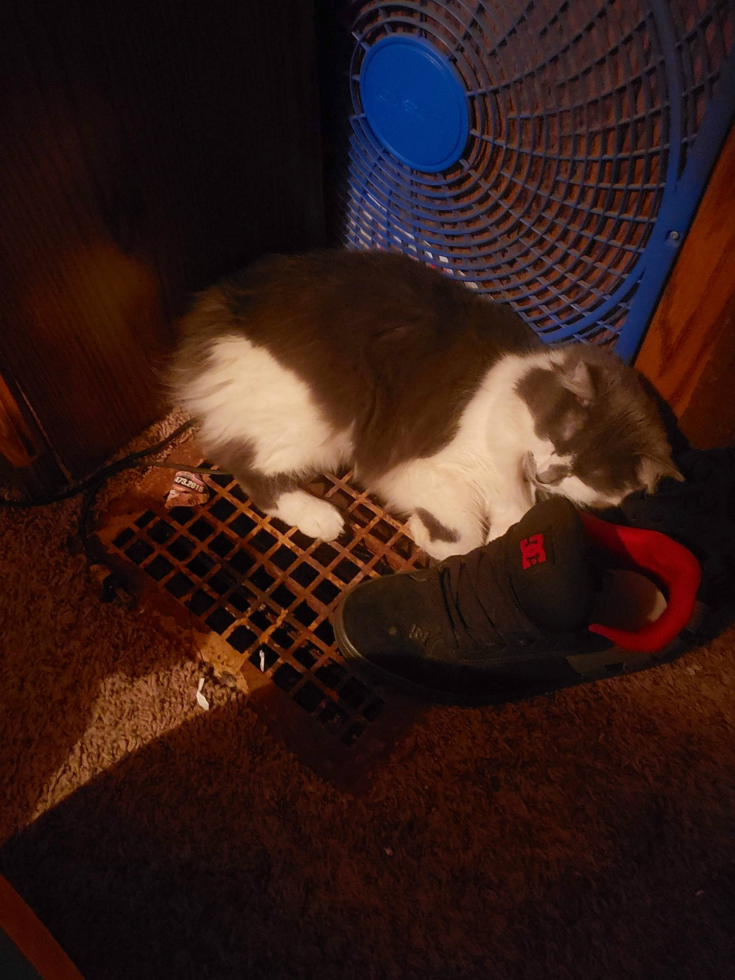 Squeak is registered to the contest to win money with this photo: animal_shelter, carnivore, cat, cat_supply, comfort, companion_dog, dog_breed, domestic_short_haired_cat, fawn, felidae, flooring, fur, mammal, mechanical_fan, pet_supply, small_to_medium_sized_cats, snout, tail, whiskers, wood