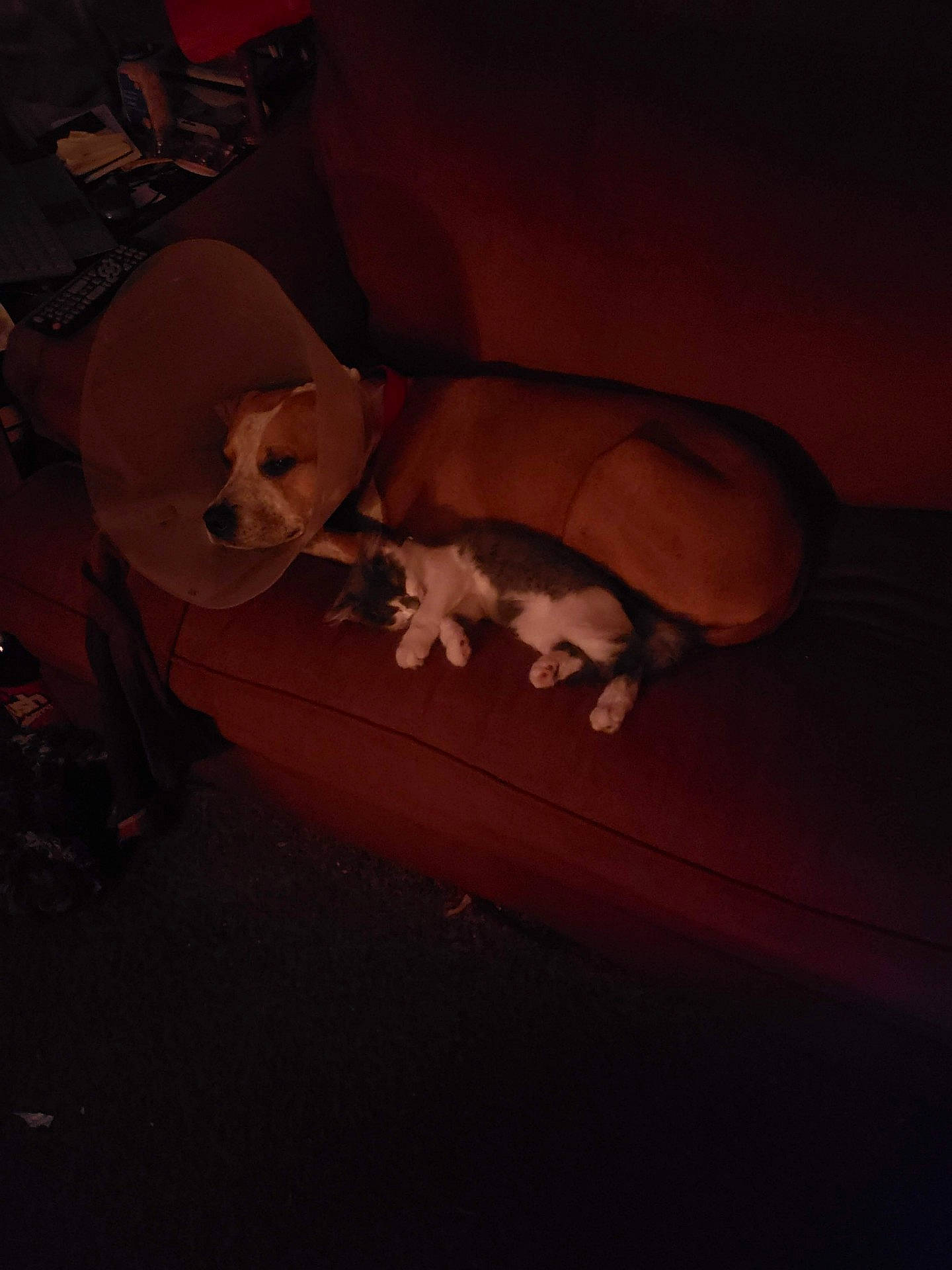 Squeak joined the competition — help win amazing prizes! canidae, carmine, carnivore, comfort, companion_dog, darkness, dog, dog_breed, fawn, flooring, hardwood, paw, snout, sporting_group, still_life_photography, tail, tints_and_shades, toy, wood, working_animal