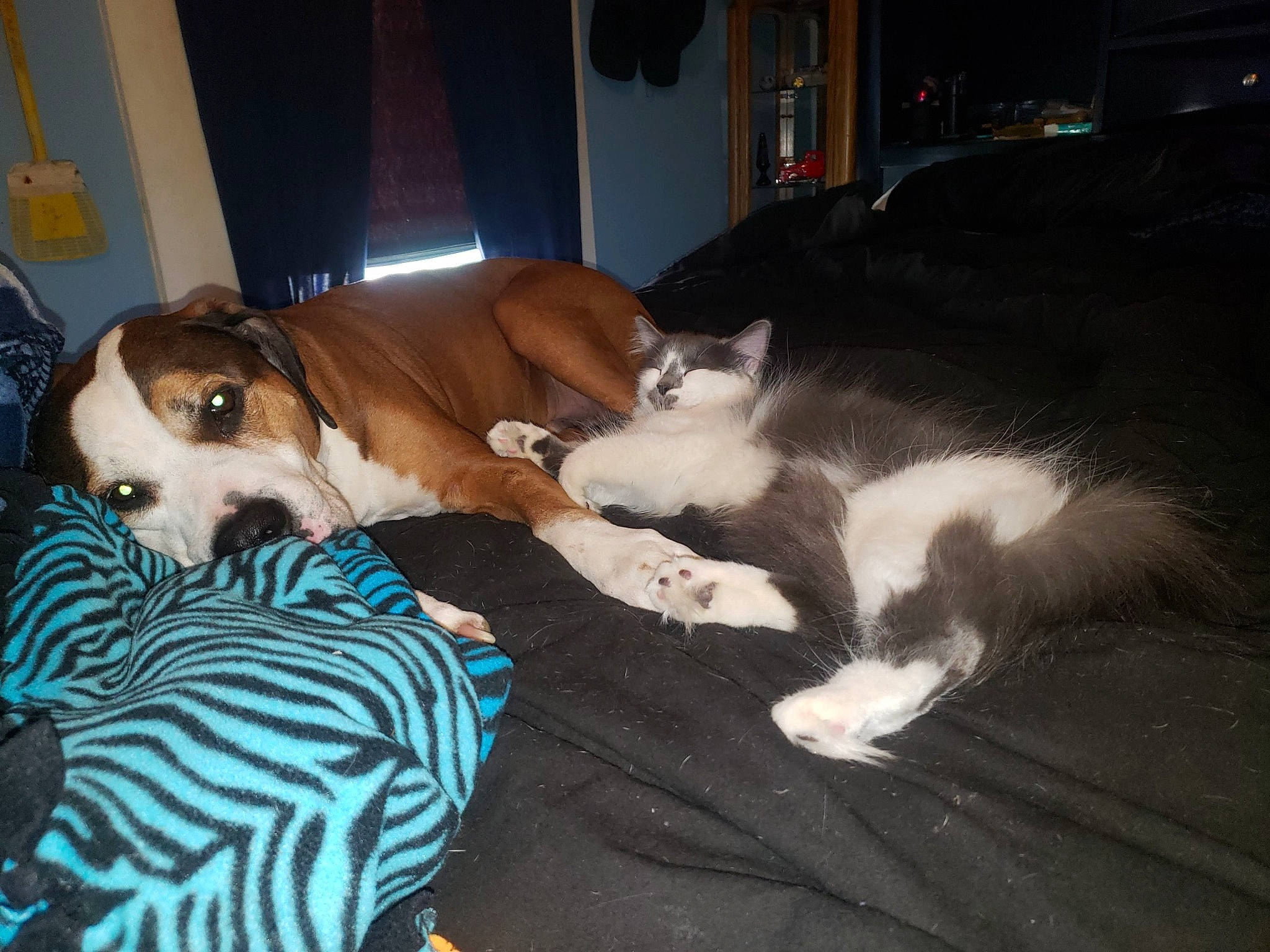 Squeak is registered to the contest to win money with this photo: carnivore, cat, comfort, companion_dog, dog, dog_breed, dog_supply, fawn, felidae, flooring, fur, hardwood, linens, nap, paw, small_to_medium_sized_cats, snout, sporting_group, tail, whiskers