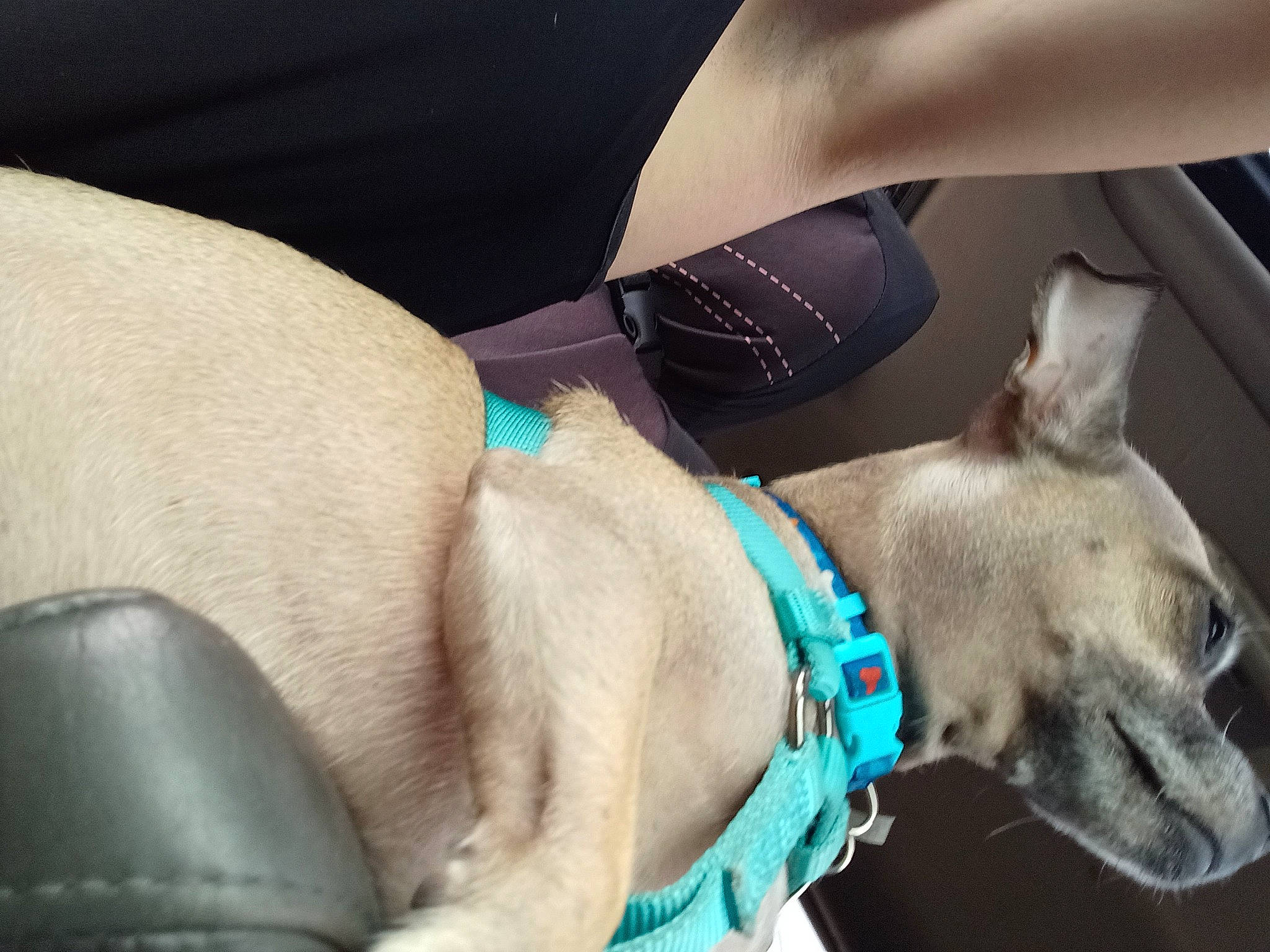 Peanut is registered to the contest to win money with this photo: carnivore, collar, companion_dog, dog, dog_breed, dog_collar, dog_supply, elbow, electric_blue, fashion_accessory, fawn, foot, human_leg, knee, pet_supply, snout, sporting_group, thigh, working_animal, wrist