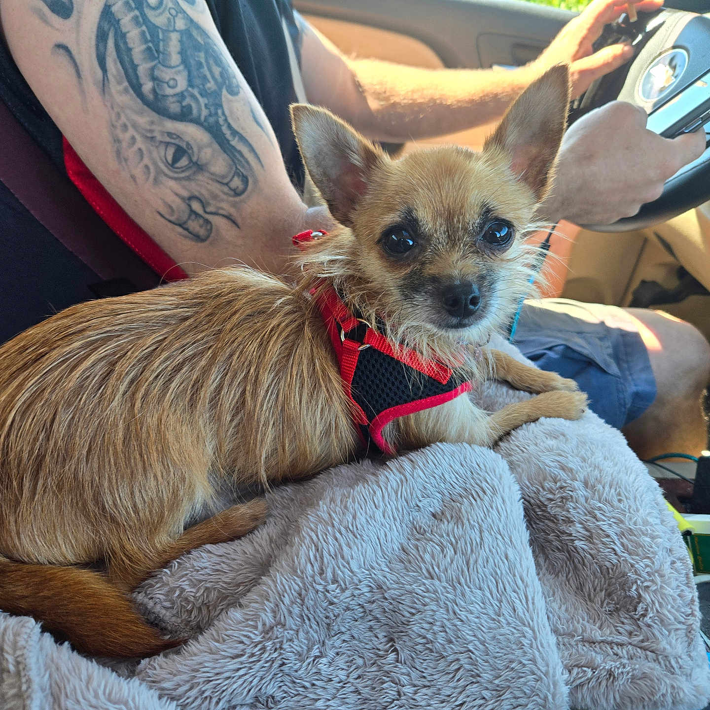 Norma joined the competition — help win amazing prizes! adult, alloywheel, animal, canine, car, carwheel, chihuahua, dog, machine, male, man, person, pet, puppy, skin, spoke, tattoo, tire, transportation, vehicle
