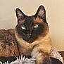 cat, siamese, pet, feline, animal, blue_eyes, whiskers, fur, relaxed, indoor, fluffy, blanket, closeup, cute, mammal, portrait, resting, domestic_animal, soft, paw
