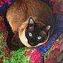 cat, siamese_cat, blue_eyes, pet, animal, feline, fur, cozy, blanket, colorful, multicolor, pattern, indoor, resting, cute, domestic_animal, whiskers, ears, sleepy, relaxed