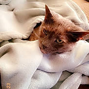 Honey is registered to the contest to win money with this photo: cat, blanket, couch, indoor, pet, fur, relaxed, cozy, animal, comfort, resting, soft, warm, feline, home, snuggled, cute, domestic, sleepy, closeup