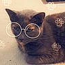 Honey joined the competition — help win amazing prizes! cat, animal, pet, floor, glasses_drawing, paw_prints, cute, relaxed, feline, whiskers, ears, domestic_cat, brown_cat, indoor, resting, closeup, portrait, funny_filter, digital_art, mischievous