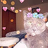 Honey is registered to the contest to win money with this photo: cat, gray_cat, indoor, filter, digital_filter, glasses, flower_crown, hearts, bokeh, whimsical, cute, pet, feline, relaxed, cozy, bedroom, ceiling_fan, door, furniture, closeup