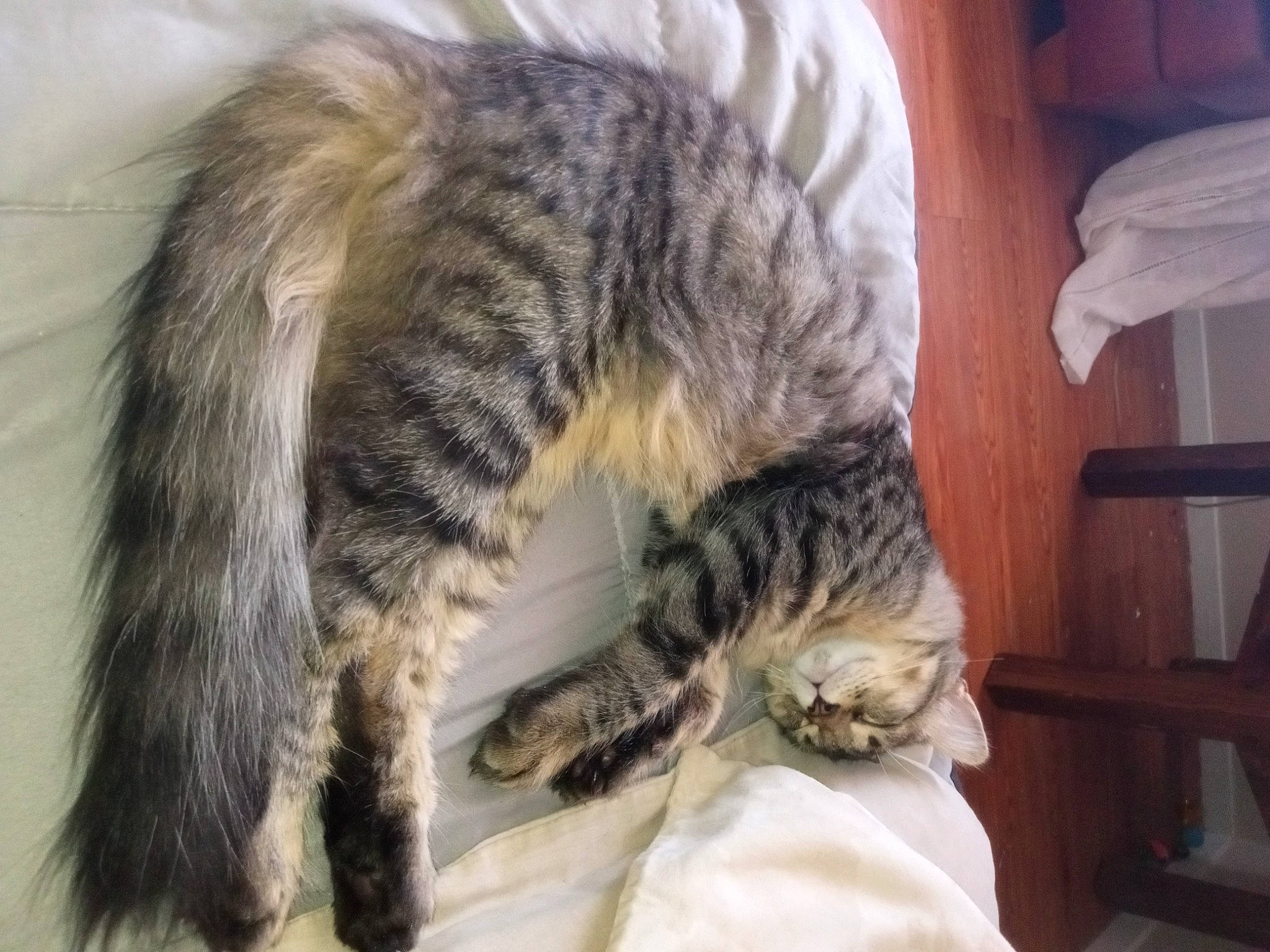 Happy joined the competition — help win amazing prizes! carnivore, cat, claw, comfort, domestic_short_haired_cat, felidae, fur, paw, small_to_medium_sized_cats, snout, tail, terrestrial_animal, whiskers