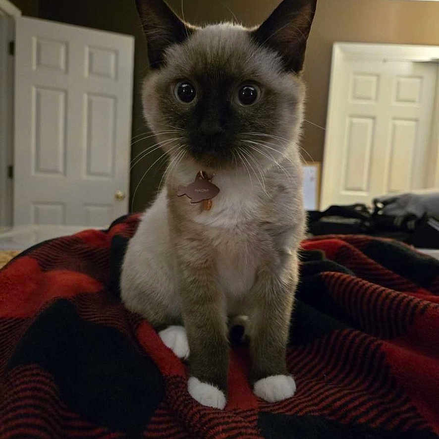 Dennis And Naomi joined the competition — help win amazing prizes! bed, blanket, blue_point, cat, collar, door, ears, fur, id_tag, indoor, kitten, pet, plaid_blanket, portrait, room, siamese, sitting, whiskers, white_paws, wide_eyes