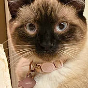 Dennis And Naomi is registered to the contest to win money with this photo: cat, siamese, cat_face, blue_eyes, whiskers, fur, collar, pet_tag, fish_tag, close_up, portrait, looking_at_camera, ears, nose, chest, indoor, domestic_animal, cute, curious, fluffy