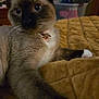 cat, siamese_cat, pet, blue_eyes, collar, bell, paws, fur, close_up, portrait, blanket, quilt, indoor, relaxed, colorpoint, whiskers, ears, nose, soft_texture, home_interior