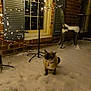 cat, snow, string_lights, window, brick_wall, shutters, metal_chair, patio, night, outdoor, pet_collar, sitting, fur, whiskers, footprints, festive_lights, decoration, cold_weather, curious_expression, cozy_scene