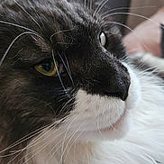 Titan a rejoint le concours — aidez-le/la à gagner de superbes lots ! cat, close_up, fluffy, whiskers, black_and_white, yellow_eyes, pet, feline, fur, indoor, portrait, relaxed, animal, mammal, cute, domestic, face, soft_focus, lying_down, whisker_detail