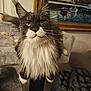 cat, maine_coon, fluffy, indoor, pet, feline, yellow_eyes, whiskers, cat_tree, cozy, portrait, long_hair, animal, resting, face, ears, painting, frame, living_room, furniture