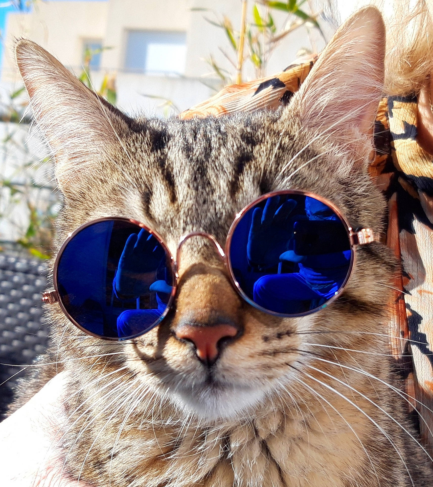 Simba a rejoint le concours — aidez-le/la à gagner de superbes lots ! blue, carnivore, cat, close_up, domestic_short_haired_cat, electric_blue, event, eyewear, felidae, fur, grass, mammal, plant, small_to_medium_sized_cats, snout, terrestrial_animal, tree, vision_care, whiskers, wildlife