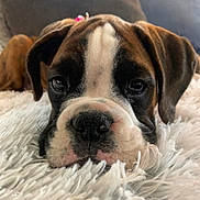 Harley is registered to the contest to win money with this photo: dog, puppy, boxer, close_up, lying_down, fluffy, white_rug, brown, black, white, pet, animal, cute, face, ears, nose, whiskers, indoor, young, adorable