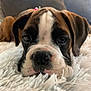 dog, puppy, boxer, close_up, lying_down, fluffy, white_rug, brown, black, white, pet, animal, cute, face, ears, nose, whiskers, indoor, young, adorable