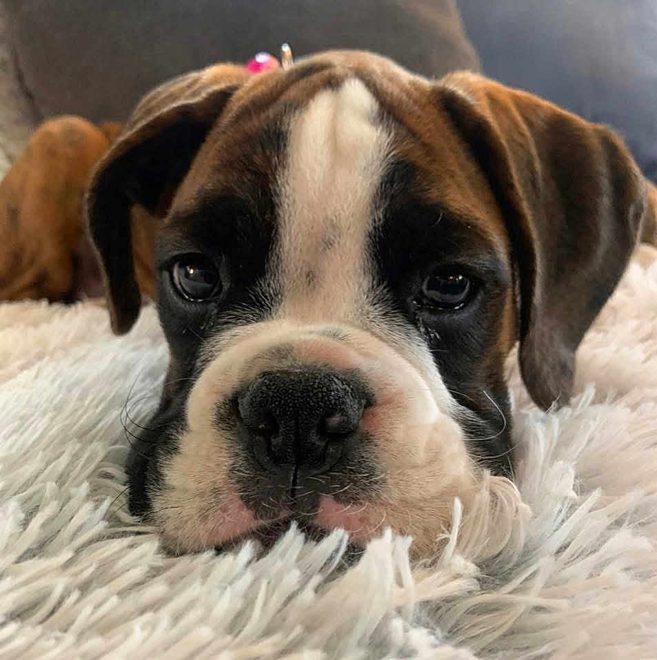 Harley is registered to the contest to win money with this photo: dog, puppy, boxer, close_up, lying_down, fluffy, white_rug, brown, black, white, pet, animal, cute, face, ears, nose, whiskers, indoor, young, adorable