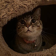 Owl is registered to the contest to win money with this photo: cat, tabby, pet, animal, indoor, cozy, fur, collar, bell, cute, whiskers, ears, face, eyes, feline, cave, soft, fluffy, brown, curious