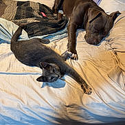 Duchess joined the competition — help win amazing prizes! cat, dog, bed, blanket, pillow, sleeping, stretching, pet, indoor, cozy, furry, resting, animal, domestic, companion, relaxed, brown_dog, gray_cat, quilting, comfort