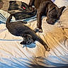 cat, dog, bed, blanket, pillow, sleeping, stretching, pet, indoor, cozy, furry, resting, animal, domestic, companion, relaxed, brown_dog, gray_cat, quilting, comfort