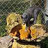 Duchess is registered to the contest to win money with this photo: cat, gray_cat, rock, lichen, moss, fence, chain_link_fence, grass, outdoor, daylight, animal, pet, nature, sunlight, plant, wooden_pole, curious, walking, wildlife, closeup