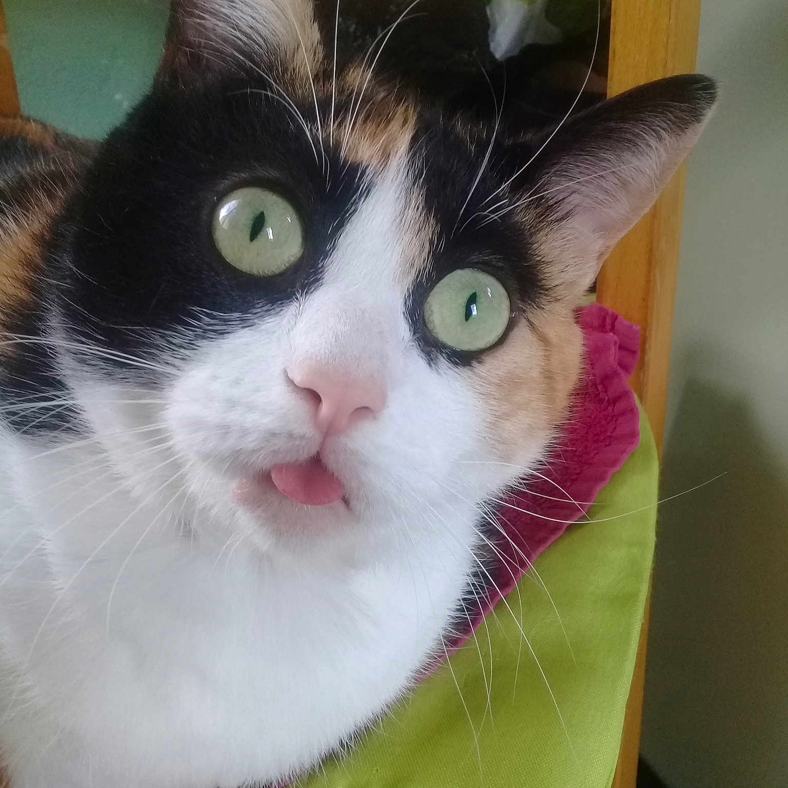 Lylas a rejoint le concours — aidez-le/la à gagner de superbes lots ! aegean_cat, american_wirehair, carnivore, cat, domestic_short_haired_cat, european_shorthair, eye, felidae, fur, japanese_bobtail, kitten, small_to_medium_sized_cats, snout, whiskers