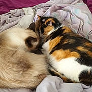 Lylas Et Dolly participe au concours pour gagner de l'argent avec cette photo : animal, bed, blanket, calico, cat, companion, cozy, cute, domestic, fur, indoor, nap, pets, relaxation, resting, siamese, sleeping, soft, two_cats, warm