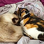 animal, bed, blanket, calico, cat, companion, cozy, cute, domestic, fur, indoor, nap, pets, relaxation, resting, siamese, sleeping, soft, two_cats, warm