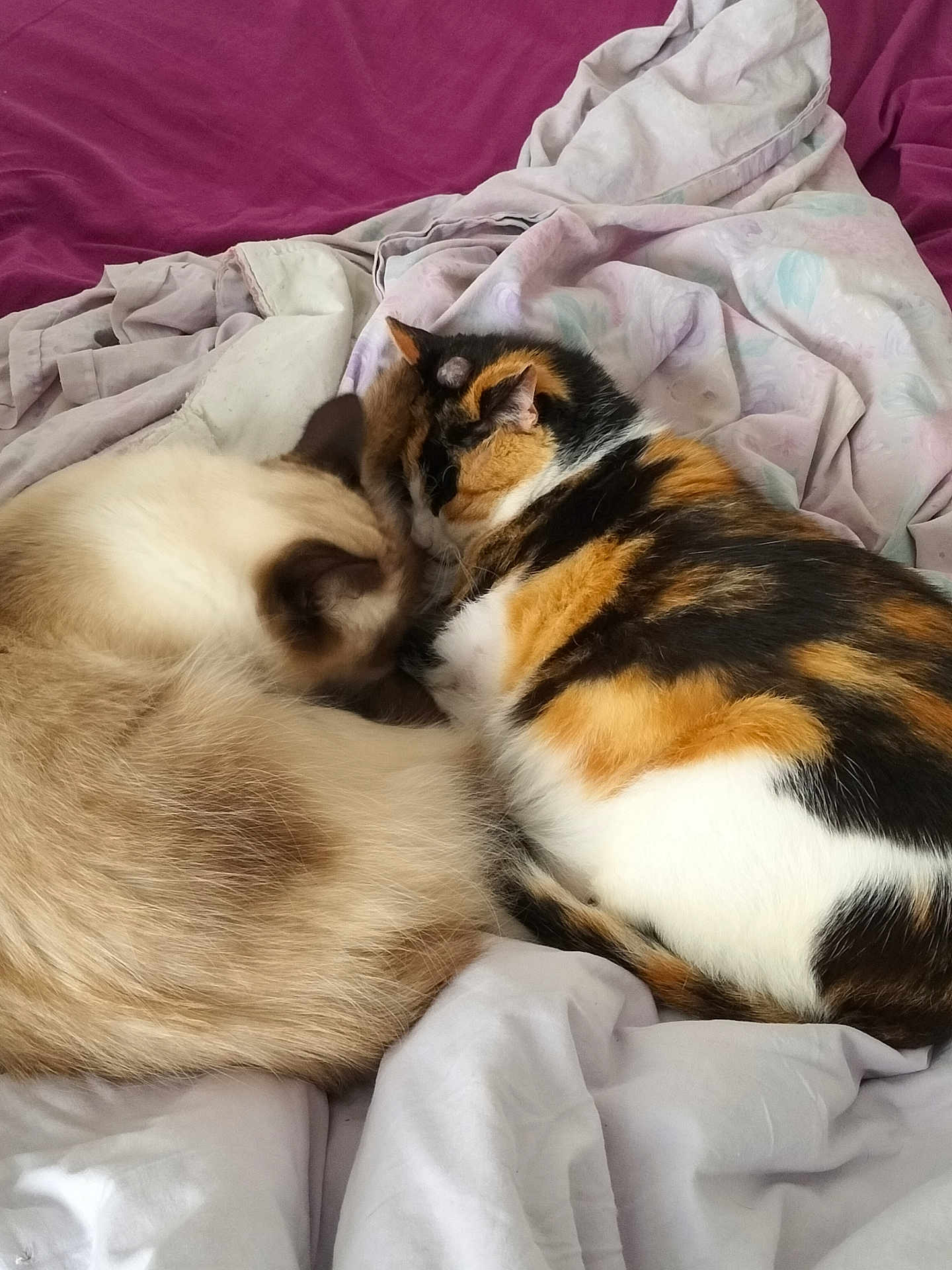 Lylas Et Dolly participe au concours pour gagner de l'argent avec cette photo : animal, bed, blanket, calico, cat, companion, cozy, cute, domestic, fur, indoor, nap, pets, relaxation, resting, siamese, sleeping, soft, two_cats, warm