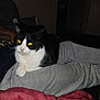 Sophie joined the competition — help win amazing prizes! cat, black_and_white_cat, yellow_eyes, pet, lap, person, gray_sweatpants, indoor, blanket, red_blanket, relaxing, feline, animal, domestic_animal, cozy, resting, home, dark_room, comfort, casual