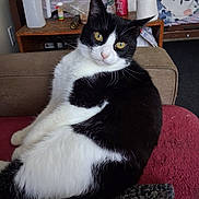 Sophie is registered to the contest to win money with this photo: bed, black_and_white_cat, blanket, cat, couch, cozy, curious, domestic_animal, fur, indoor, living_room, person, pet, pillow, red_cup, relaxing, resting, table, toilet_paper, yellow_eyes