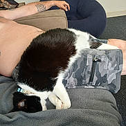 Sophie joined the competition — help win amazing prizes! cat, black_and_white_cat, sleeping_cat, person, shirtless, tattoo, arm, camo_shorts, couch, blanket, indoor, carpet, chair, relaxing, pet, animal, domestic_animal, resting, feline, cozy