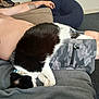 cat, black_and_white_cat, sleeping_cat, person, shirtless, tattoo, arm, camo_shorts, couch, blanket, indoor, carpet, chair, relaxing, pet, animal, domestic_animal, resting, feline, cozy
