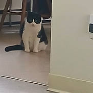 Sophie is registered to the contest to win money with this photo: animal, black_and_white, blurred, cat, chair, curiosity, domestic, feline, floor, furniture, home, indoor, looking, partial_view, pet, quiet, resting, room, sitting, wall