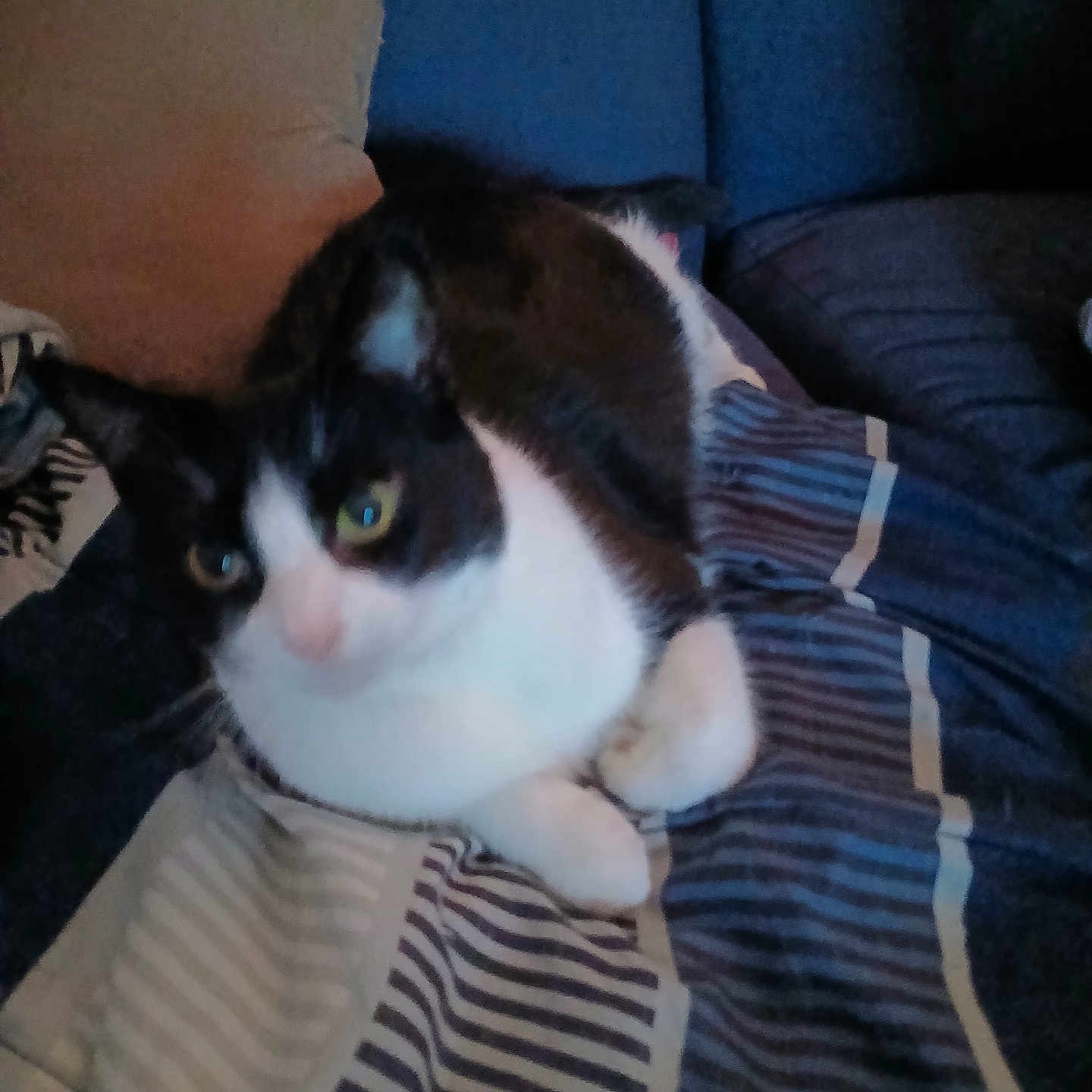 Sophie is registered to the contest to win money with this photo: animal, black_and_white, blurred, cat, couch, cozy, curious, domestic_cat, ears, feline, fur, home, indoor, pet, pillow, resting, soft_lighting, striped_blanket, whiskers, yellow_eyes