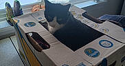 Sophie is registered to the contest to win money with this photo: animal, black_and_white, blinds, box, cardboard, cat, container, curious, daylight, decor, domestic, feline, indoor, pet, plant, snow, still_life, table, window, window_sill