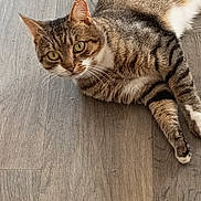 Zoe a rejoint le concours — aidez-le/la à gagner de superbes lots ! cat, tabby, pet, animal, floor, wooden_floor, indoor, feline, lying_down, looking, curious, whiskers, ears, green_eyes, fur, striped, domestic_cat, relaxed, mammal, companion_animal