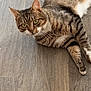 cat, tabby, pet, animal, floor, wooden_floor, indoor, feline, lying_down, looking, curious, whiskers, ears, green_eyes, fur, striped, domestic_cat, relaxed, mammal, companion_animal
