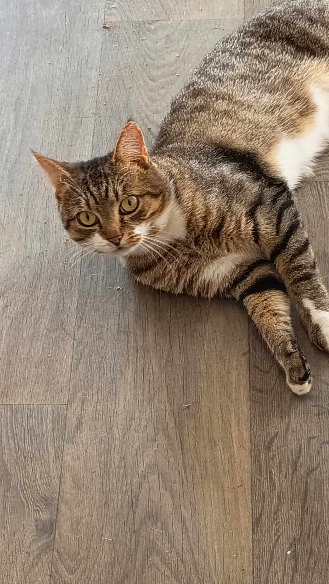 Zoe a rejoint le concours — aidez-le/la à gagner de superbes lots ! cat, tabby, pet, animal, floor, wooden_floor, indoor, feline, lying_down, looking, curious, whiskers, ears, green_eyes, fur, striped, domestic_cat, relaxed, mammal, companion_animal