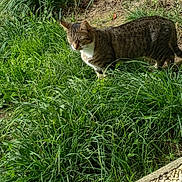 Zoe a rejoint le concours — aidez-le/la à gagner de superbes lots ! animal, cat, curious, daylight, ears, feline, garden, grass, greenery, ground, mammal, nature, outdoor, path, pet, sunlight, tabby, tail, walking, whiskers