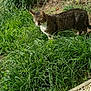 animal, cat, curious, daylight, ears, feline, garden, grass, greenery, ground, mammal, nature, outdoor, path, pet, sunlight, tabby, tail, walking, whiskers