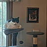 Oreo is registered to the contest to win money with this photo: cat, black_and_white_cat, pet, animal, sitting, cat_tree, scratching_post, indoor, window, curtains, home, living_room, furniture, portrait, looking_at_camera, fur, whiskers, ears, hanging_toy, wall_art