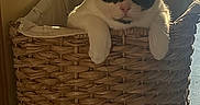 Oreo is registered to the contest to win money with this photo: cat, black_and_white_cat, pet, animal, basket, woven_basket, indoors, window, natural_light, portrait, front_paws, sitting, looking_at_camera, whiskers, ears, fur, cozy, home, carpet, vertical_photo