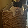 cat, black_and_white_cat, pet, animal, basket, woven_basket, indoors, window, natural_light, portrait, front_paws, sitting, looking_at_camera, whiskers, ears, fur, cozy, home, carpet, vertical_photo