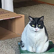 Oreo joined the competition — help win amazing prizes! cat, black_and_white, pet, animal, sitting, green_eyes, whiskers, ears, fur, portrait, indoor, carpet, cardboard_box, package, metal_spinner, house, room, looking_at_camera, cute, funny