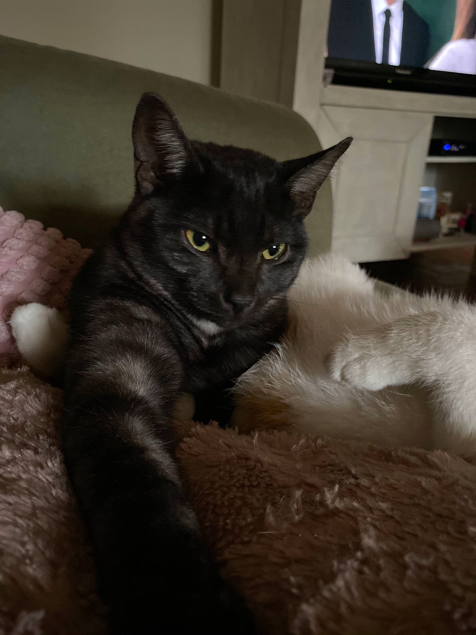 Baguera participe au concours pour gagner de l'argent avec cette photo : analog_television, black_cat, cable_television, carnivore, cat, claw, comfort, display_device, domestic_short_haired_cat, felidae, fur, grey, led_backlit_lcd_display, picture_frame, small_to_medium_sized_cats, snout, tail, television, terrestrial_animal, whiskers