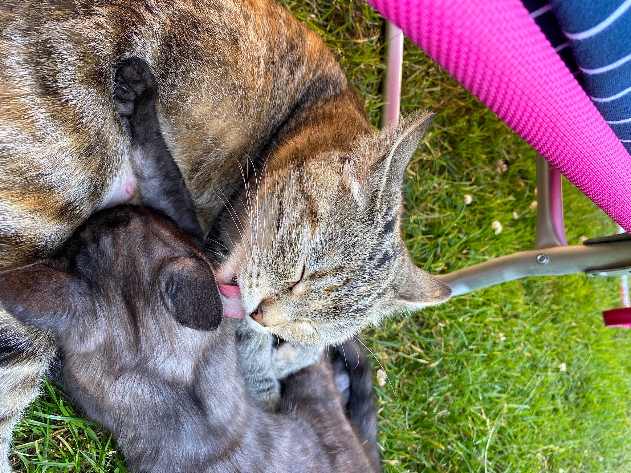 Baguera participe au concours pour gagner de l'argent avec cette photo : carnivore, cat, claw, domestic_short_haired_cat, fawn, felidae, fur, grass, lynx, marsupial, nap, plant, small_to_medium_sized_cats, snout, tail, terrestrial_animal, tree, trunk, whiskers, wildlife