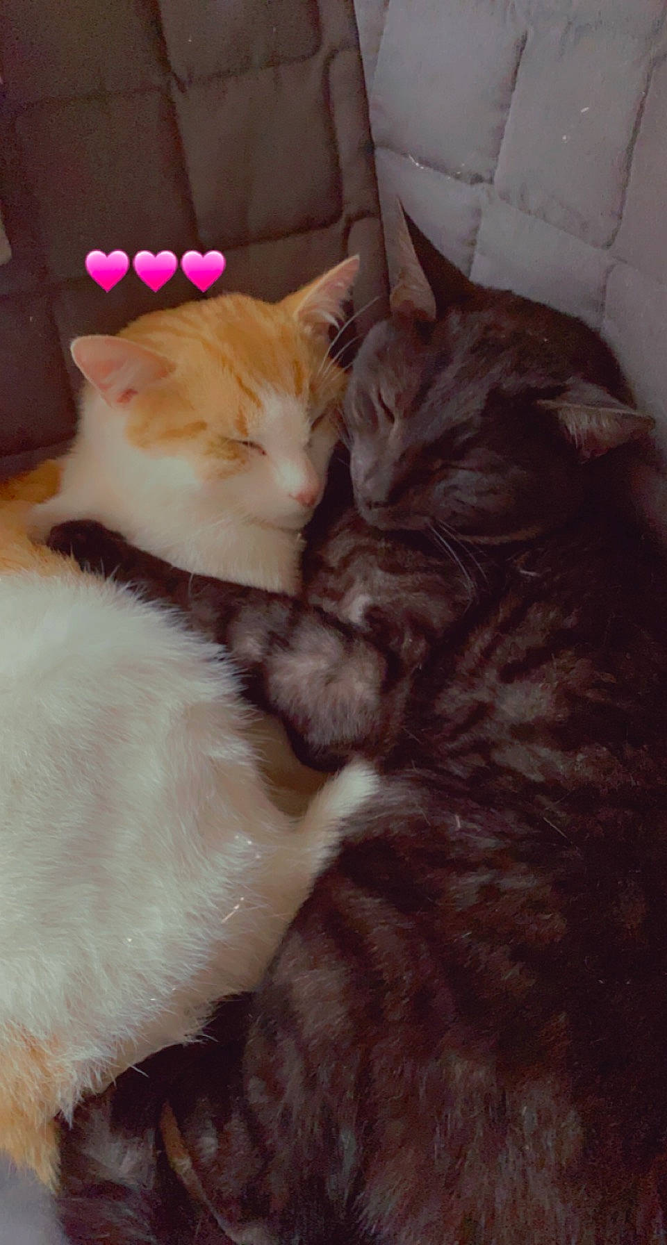 Baguera a rejoint le concours — aidez-le/la à gagner de superbes lots ! bed, bedding, carnivore, cat, claw, comfort, domestic_short_haired_cat, fawn, felidae, flooring, fur, hardwood, nap, paw, sleep, small_to_medium_sized_cats, snout, tail, whiskers, wood