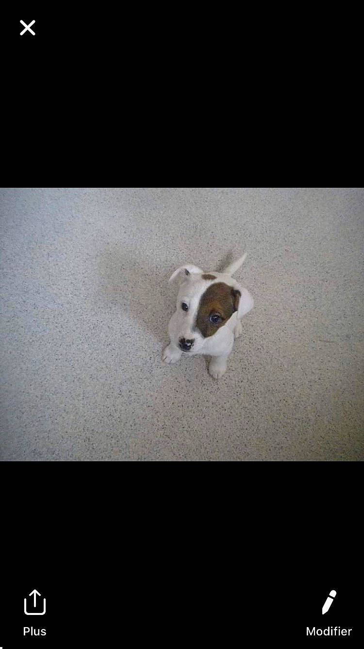 Daisy participe au concours pour gagner de l'argent avec cette photo : canidae, carnivore, companion_dog, darkness, dog, dog_breed, fawn, felidae, flooring, font, fur, paw, photo_caption, rectangle, small_to_medium_sized_cats, sporting_group, tail, terrestrial_animal, whiskers, working_animal